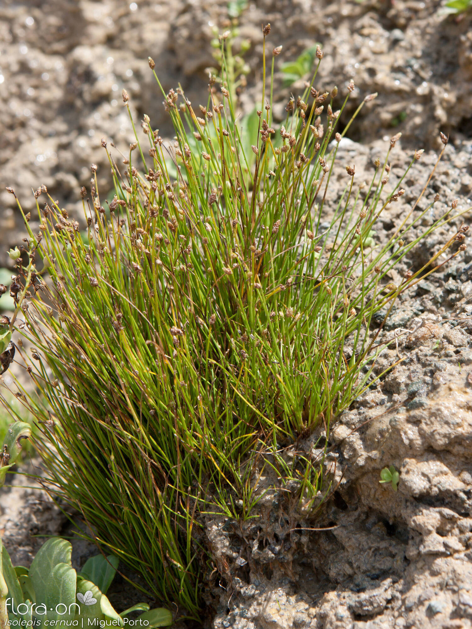 Isolepis cernua - Hábito | Miguel Porto; CC BY-NC 4.0