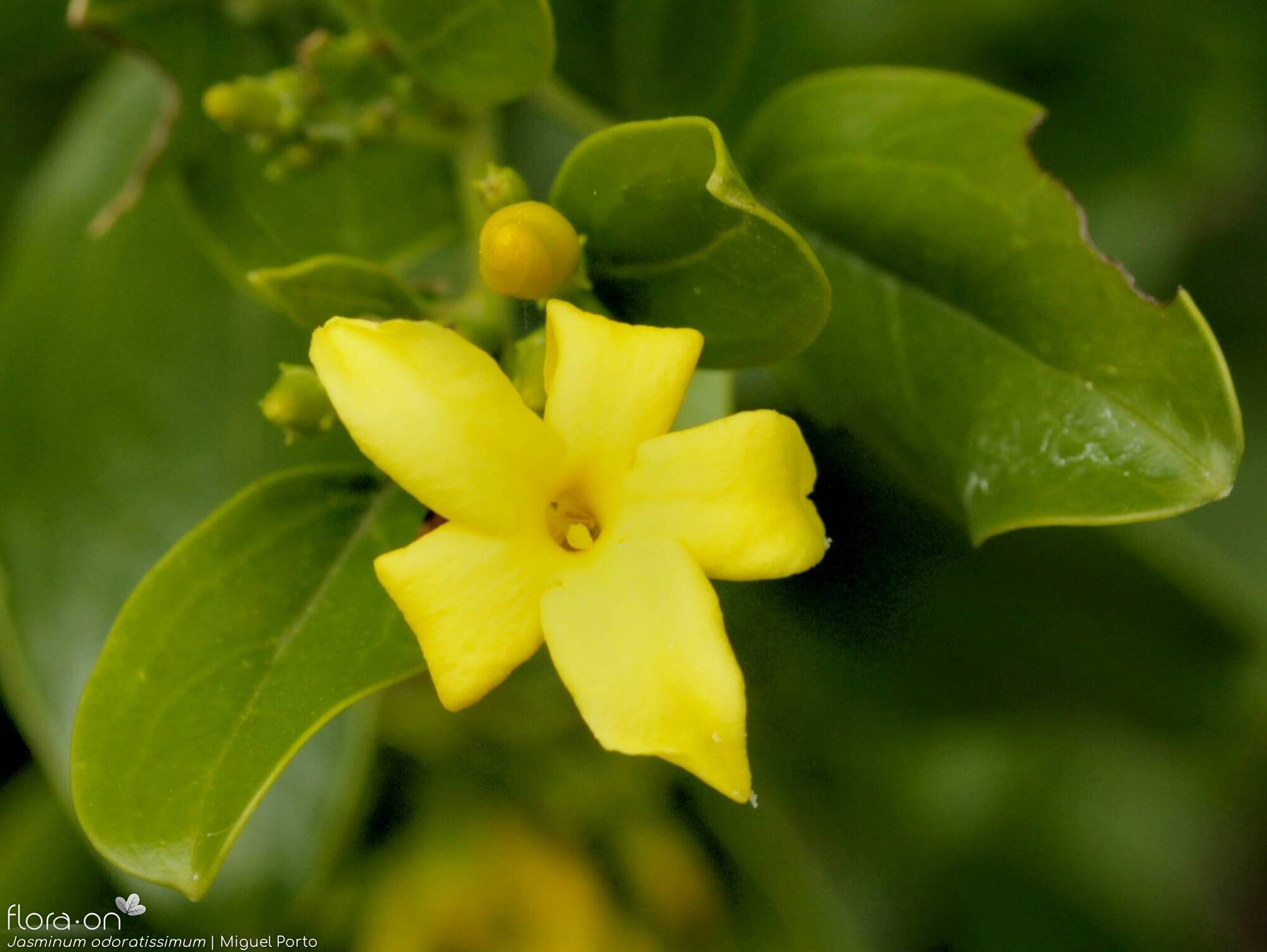 Jasminum odoratissimum - Flor (close-up) | Miguel Porto; CC BY-NC 4.0