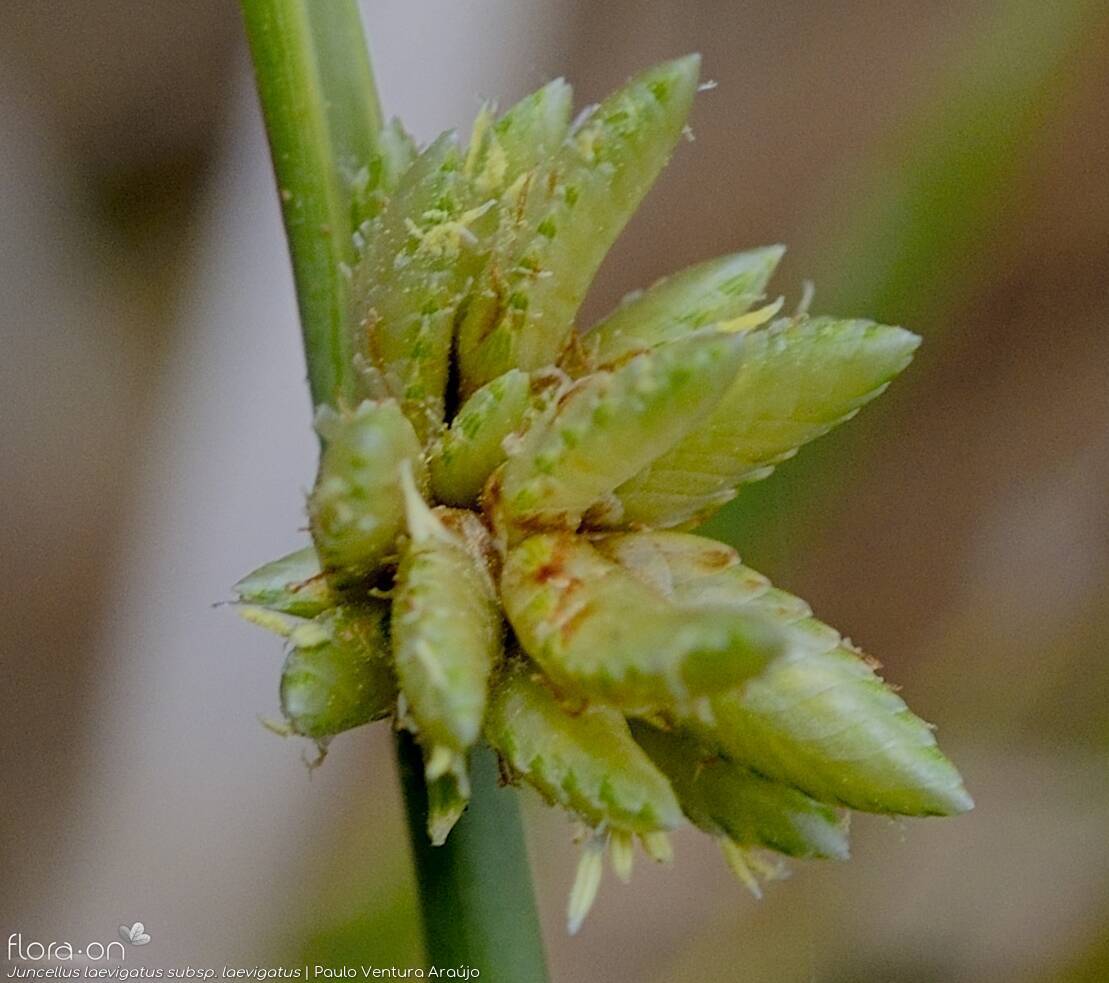 Juncellus laevigatus laevigatus - Flor (close-up) | Paulo Ventura Araújo; CC BY-NC 4.0