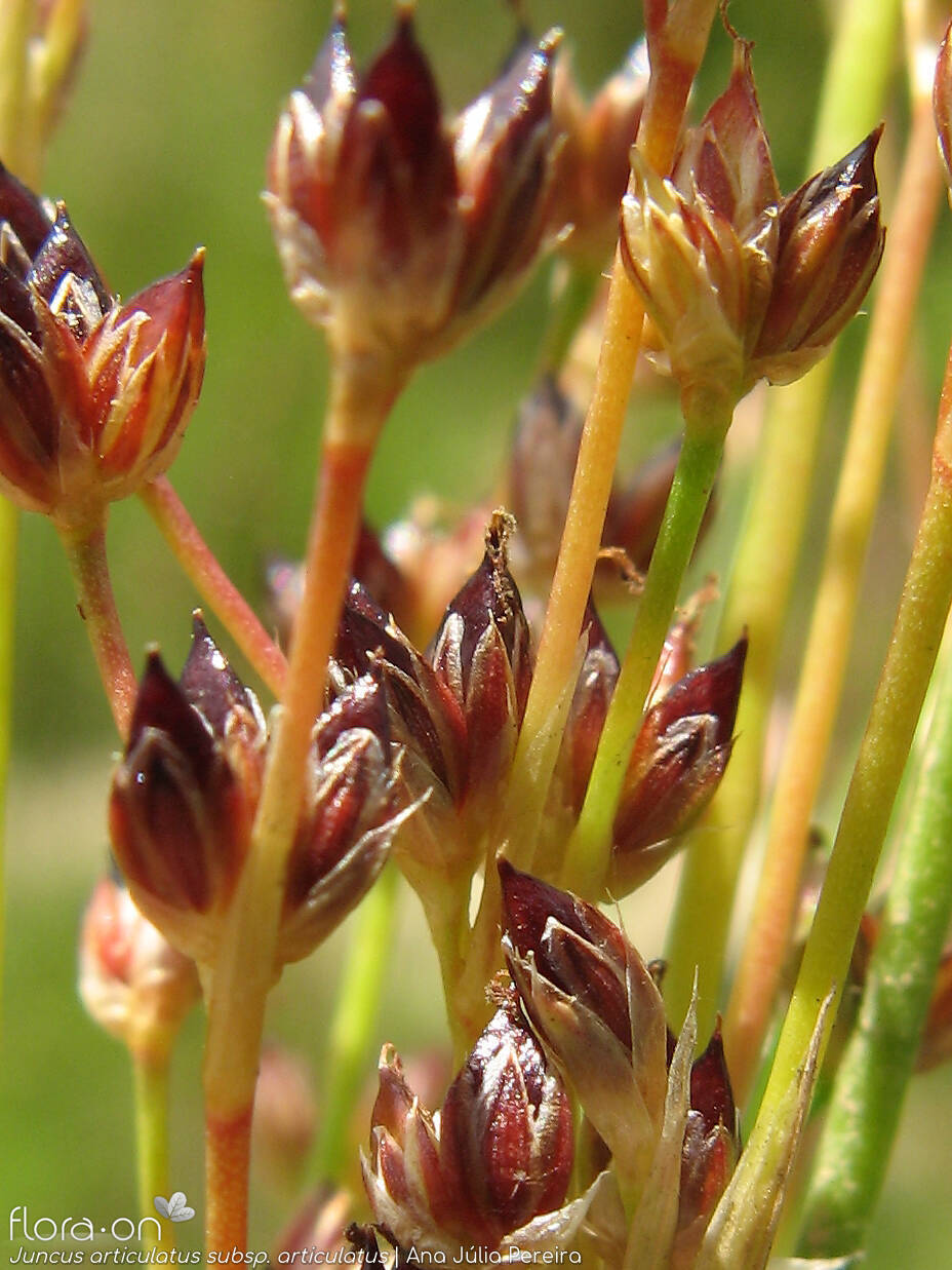Juncus articulatus articulatus - Flor (close-up) | Ana Júlia Pereira; CC BY-NC 4.0