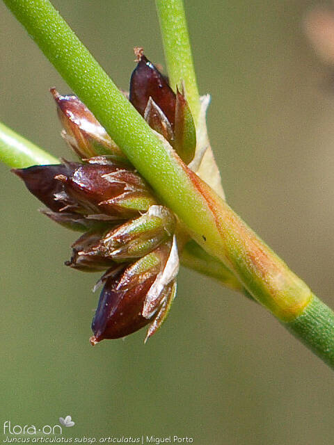 Juncus articulatus articulatus - Flor (close-up) | Miguel Porto; CC BY-NC 4.0