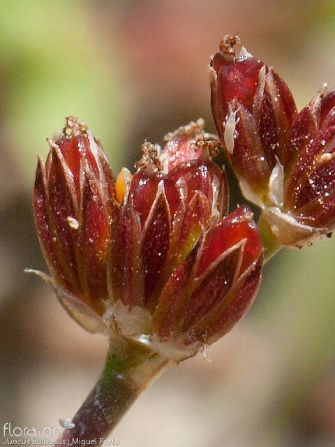 Juncus bulbosus - Flor (close-up) | Miguel Porto; CC BY-NC 4.0