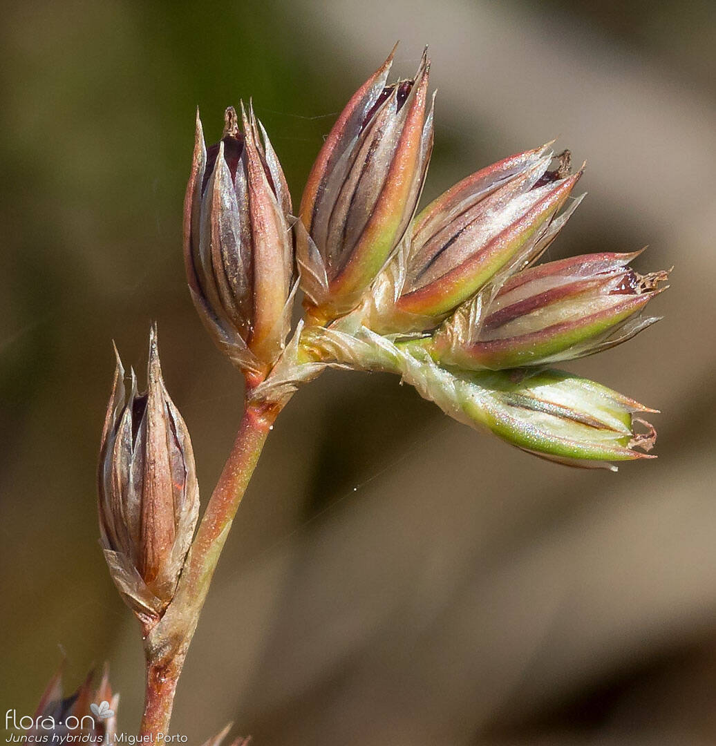 Juncus hybridus - Flor (close-up) | Miguel Porto; CC BY-NC 4.0
