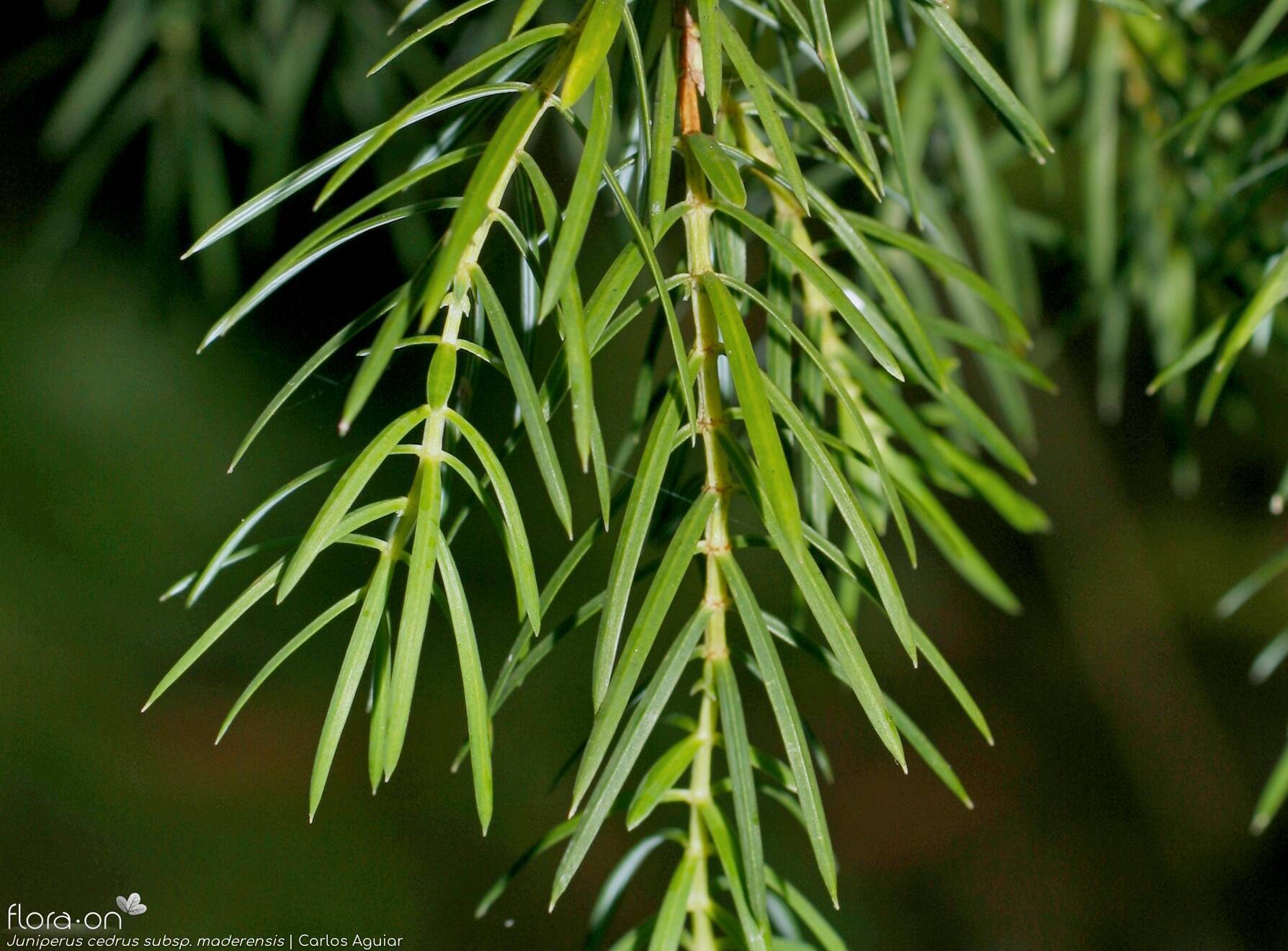 Juniperus cedrus maderensis - Folha | Carlos Aguiar; CC BY-NC 4.0