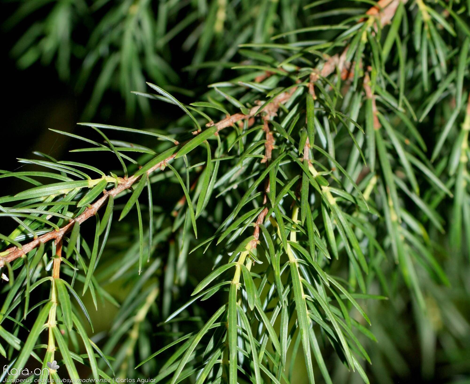 Juniperus cedrus maderensis - Folha (geral) | Carlos Aguiar; CC BY-NC 4.0