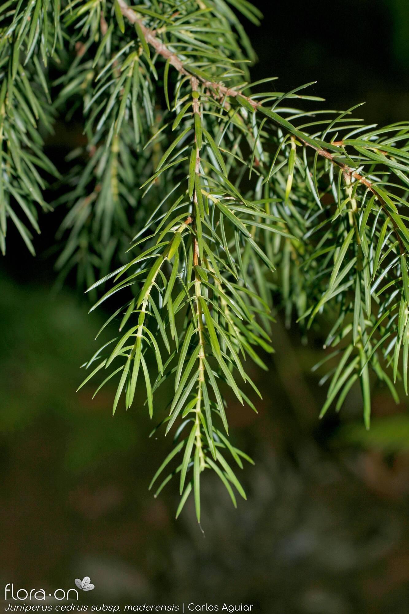Juniperus cedrus maderensis - Folha (geral) | Carlos Aguiar; CC BY-NC 4.0
