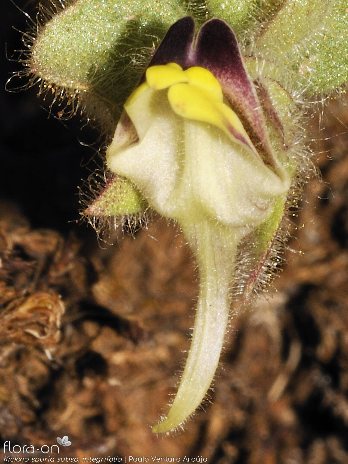 Kickxia spuria integrifolia - Flor (close-up) | Paulo Ventura Araújo; CC BY-NC 4.0