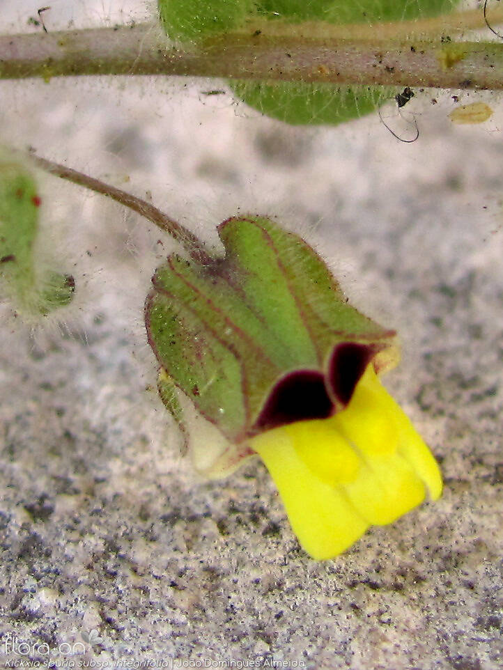 Kickxia spuria integrifolia - Flor (close-up) | João Domingues Almeida; CC BY-NC 4.0