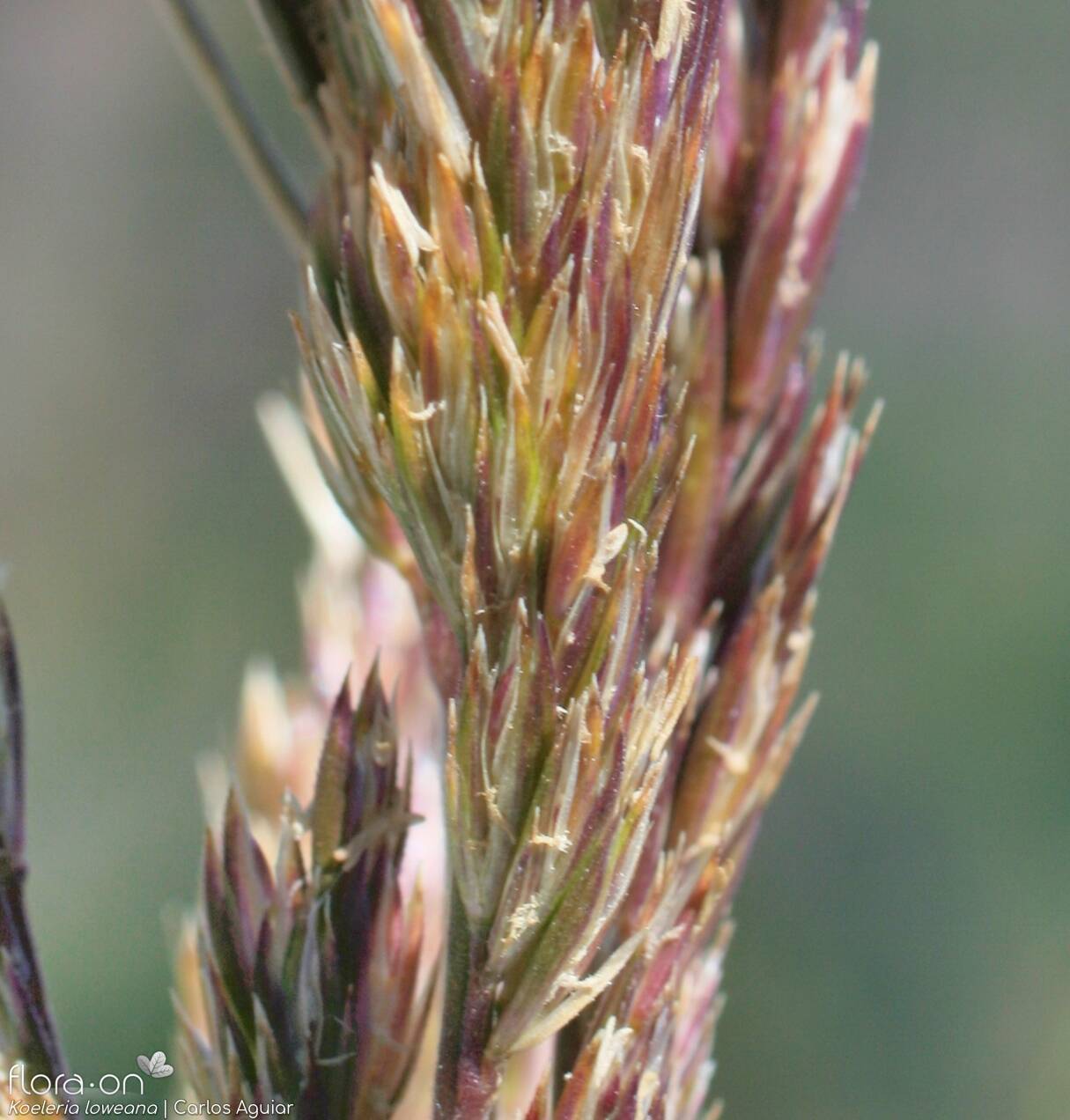 Koeleria loweana - Flor (close-up) | Carlos Aguiar; CC BY-NC 4.0