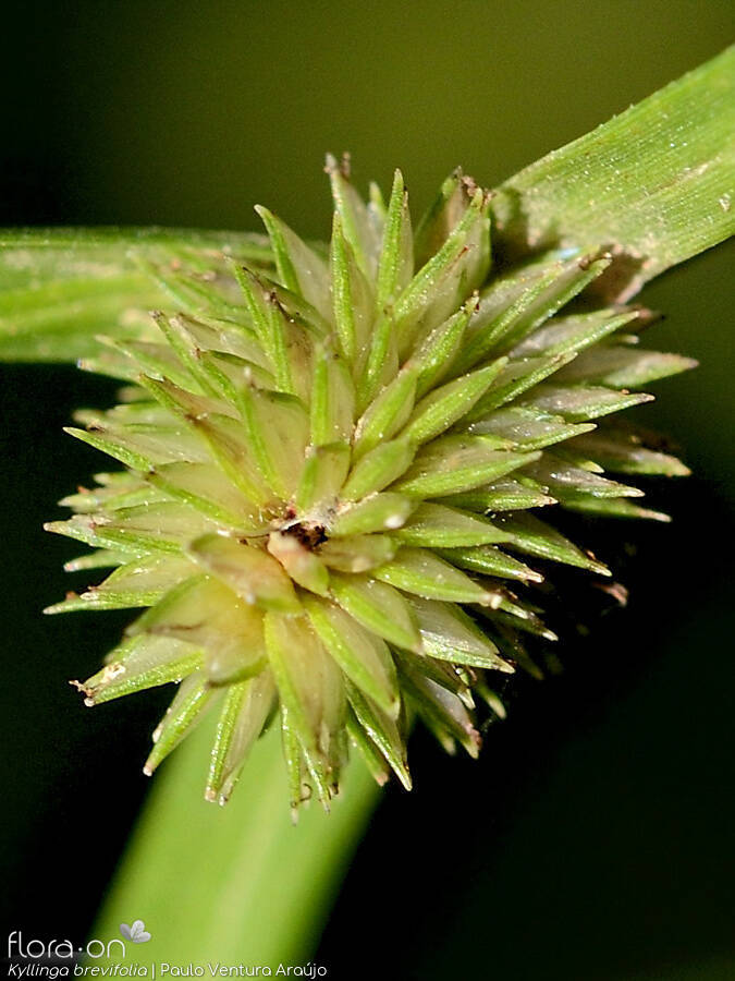 Kyllinga brevifolia - Flor (close-up) | Paulo Ventura Araújo; CC BY-NC 4.0