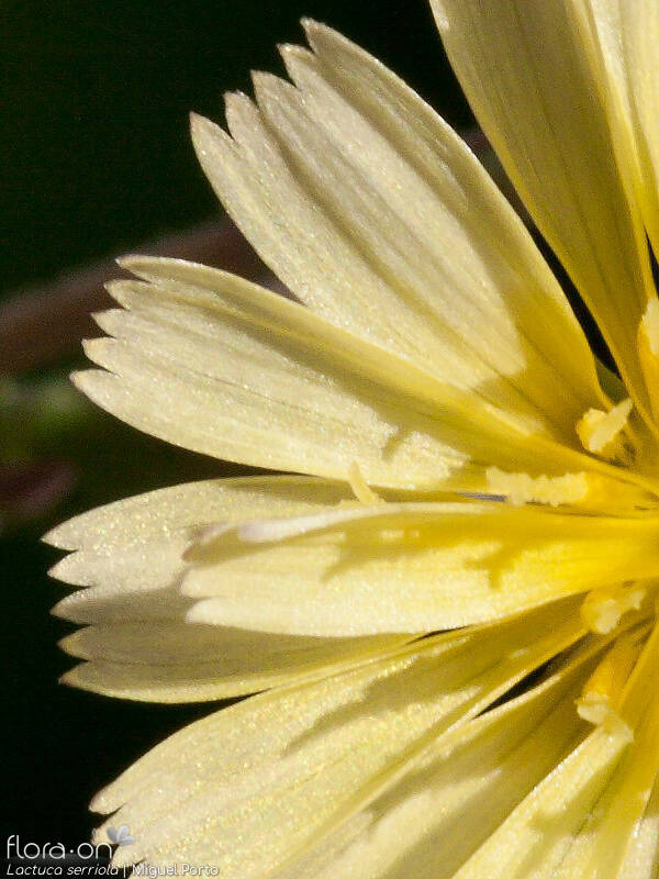 Lactuca serriola - Flor (close-up) | Miguel Porto; CC BY-NC 4.0
