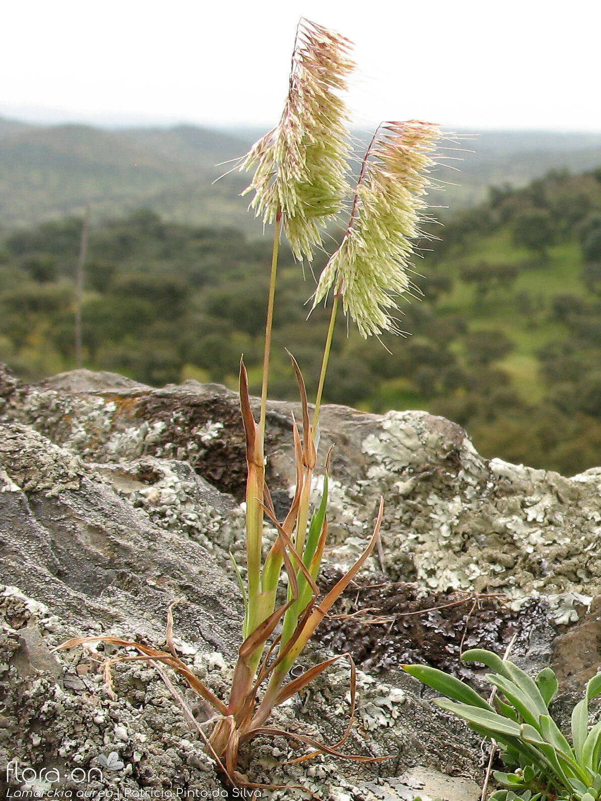 Lamarckia aurea - Hábito | Patrícia Pinto da Silva; CC BY-NC 4.0