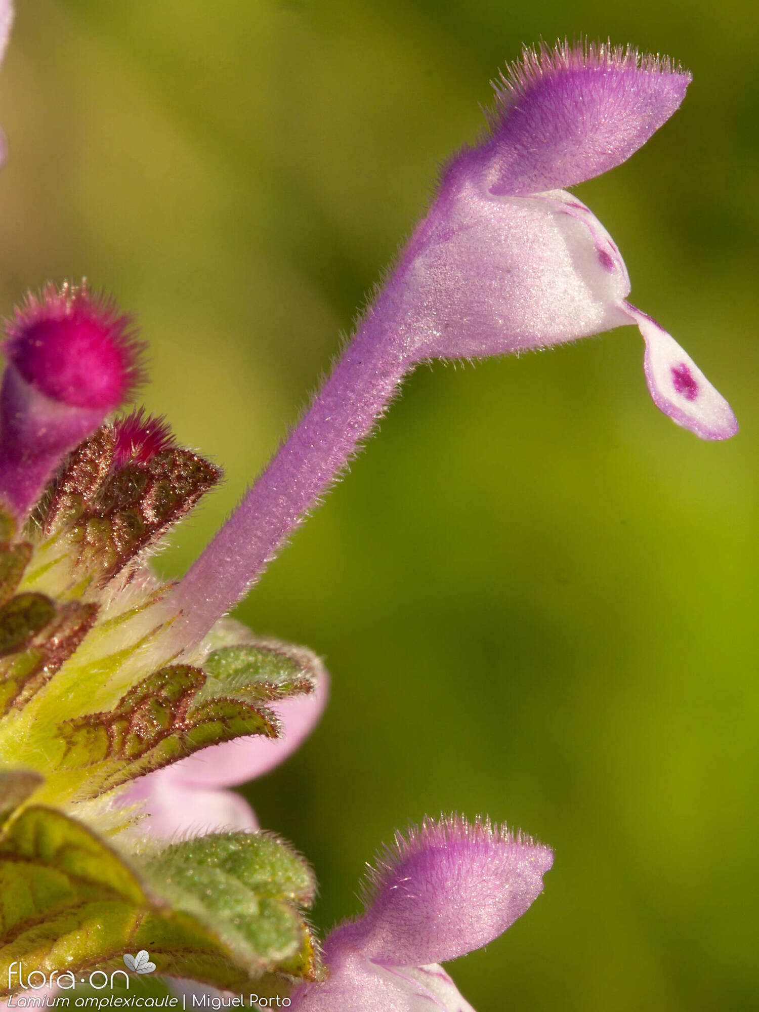 Lamium amplexicaule - Flor (close-up) | Miguel Porto; CC BY-NC 4.0