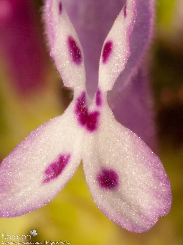 Lamium amplexicaule - Flor (close-up) | Miguel Porto; CC BY-NC 4.0