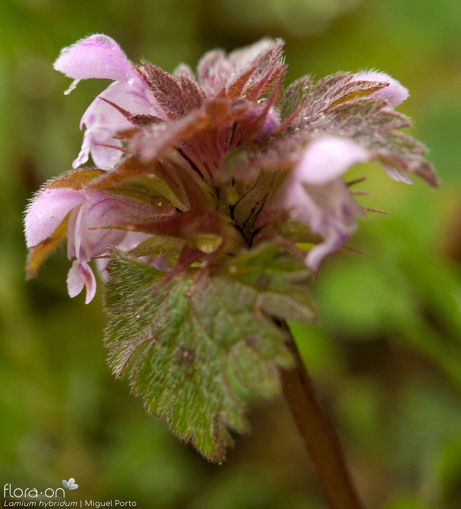 Lamium hybridum - Flor (geral) | Miguel Porto; CC BY-NC 4.0