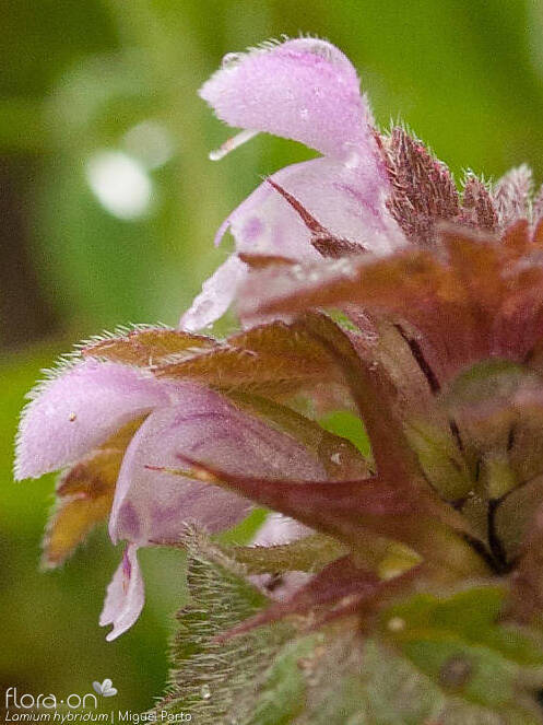 Lamium hybridum - Flor (close-up) | Miguel Porto; CC BY-NC 4.0