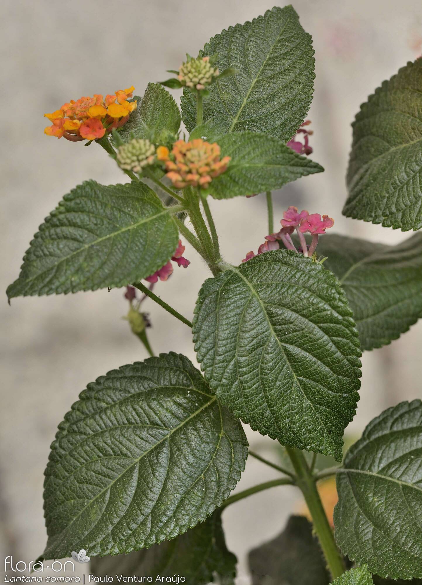 Lantana camara - Folha | Paulo Ventura Araújo; CC BY-NC 4.0