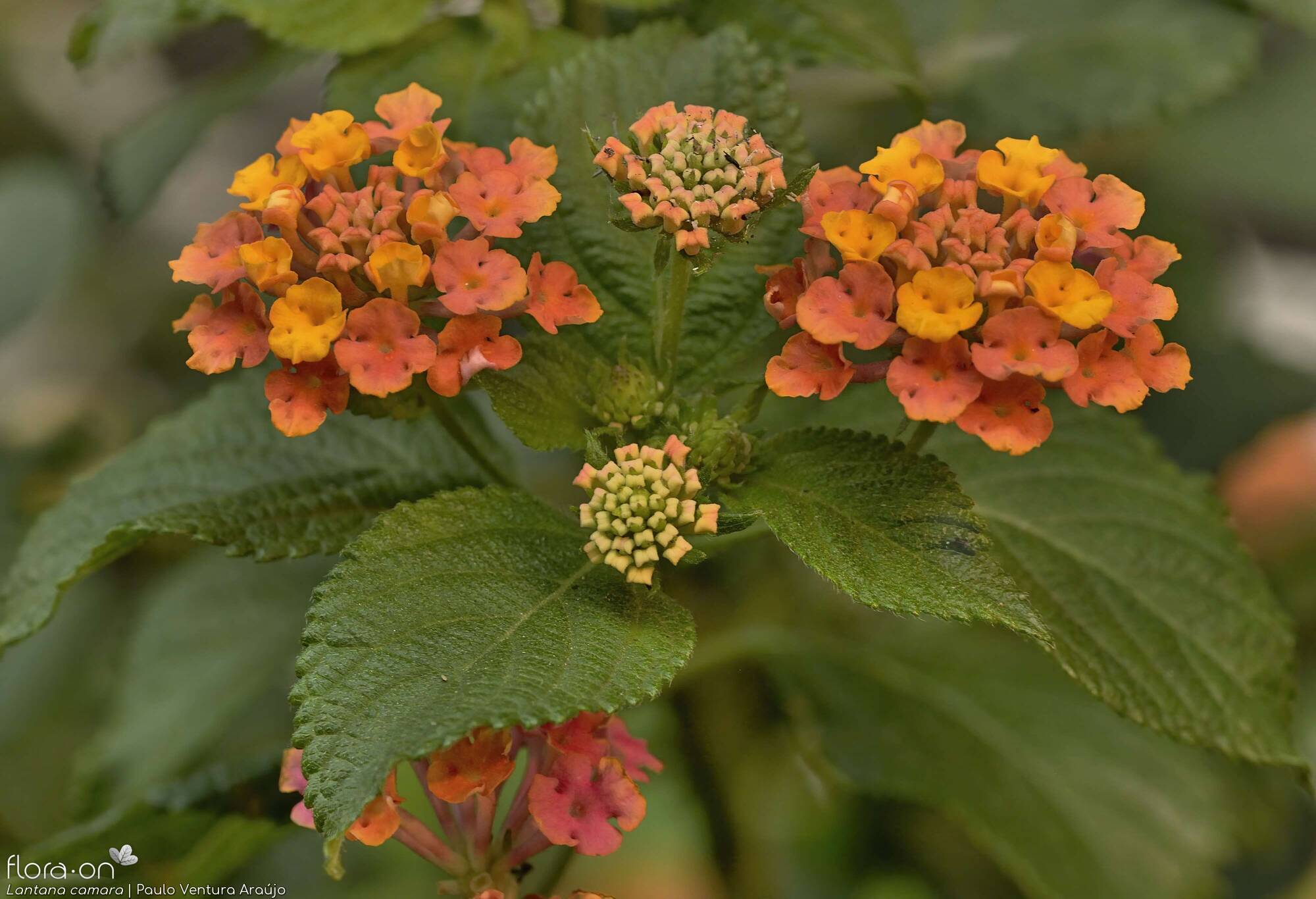 Lantana camara - Flor (geral) | Paulo Ventura Araújo; CC BY-NC 4.0