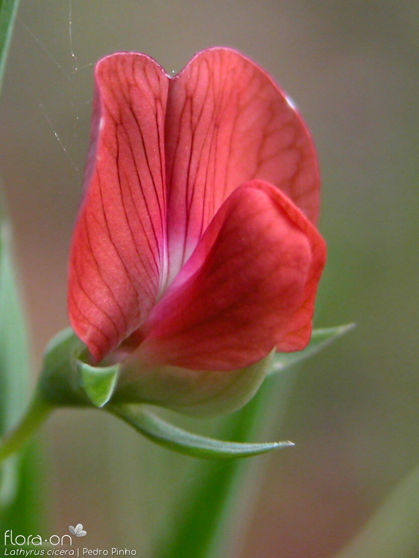 Lathyrus cicera - Flor (close-up) | Pedro Pinho; CC BY-NC 4.0