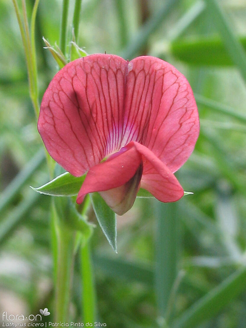 Lathyrus cicera - Flor (close-up) | Patrícia Pinto da Silva; CC BY-NC 4.0