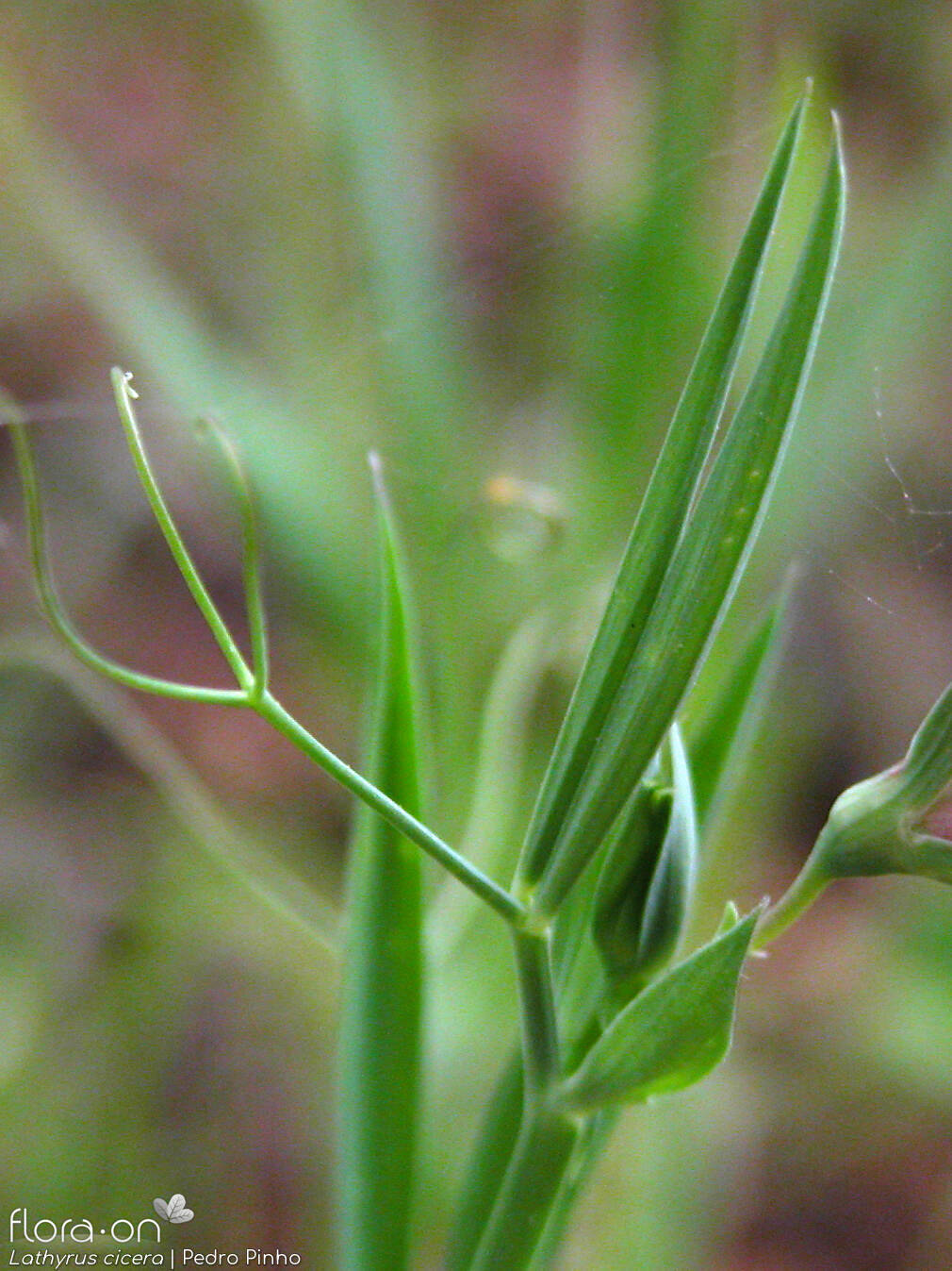 Lathyrus cicera - Folha | Pedro Pinho; CC BY-NC 4.0