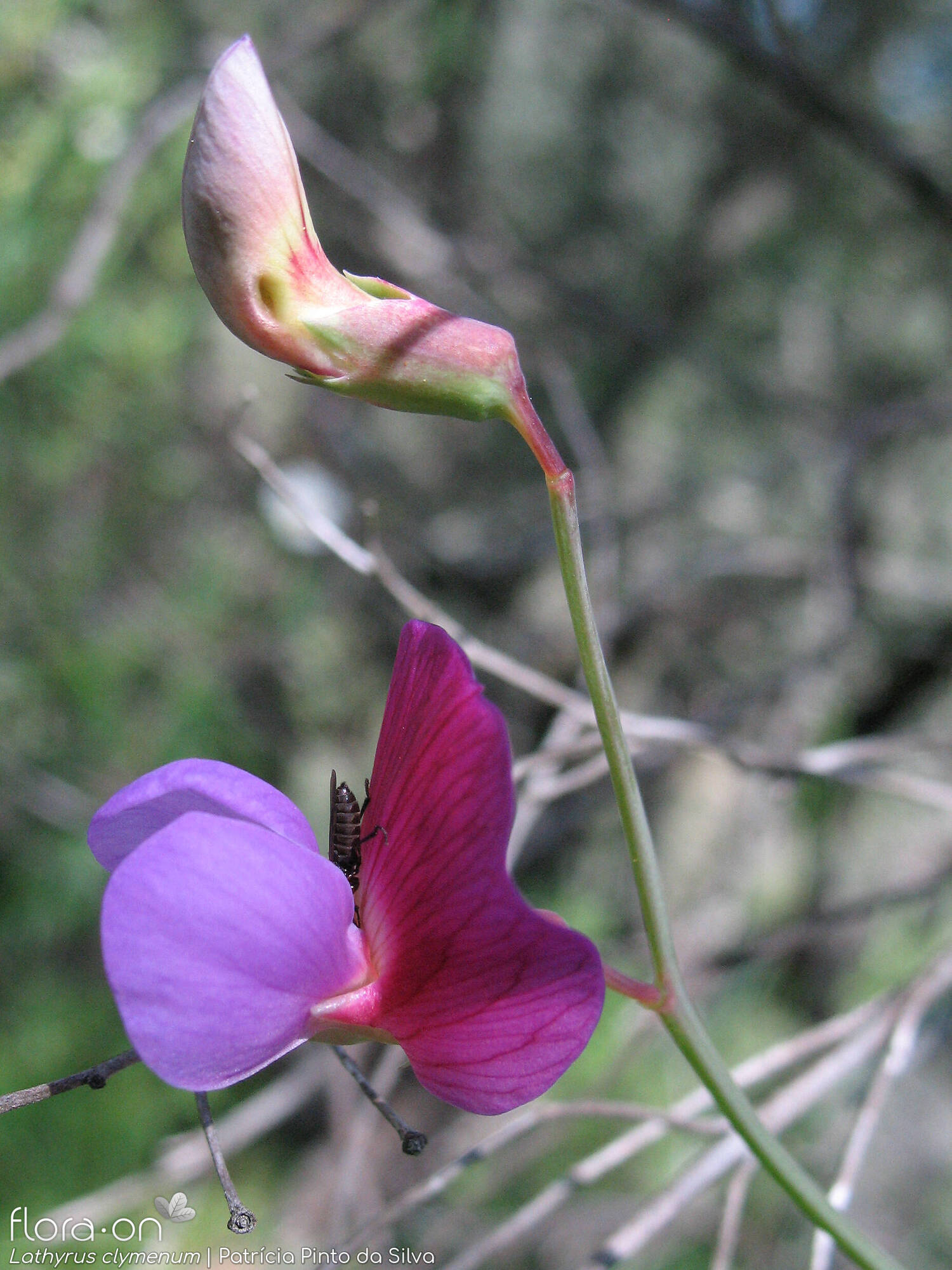 Lathyrus clymenum - Flor (geral) | Patrícia Pinto da Silva; CC BY-NC 4.0