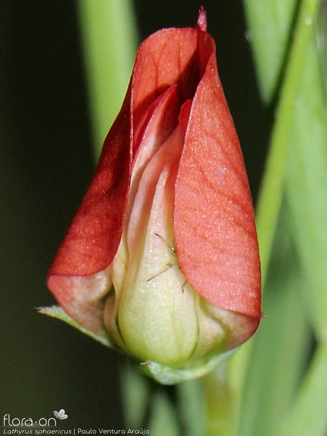 Lathyrus sphaericus - Flor (close-up) | Paulo Ventura Araújo; CC BY-NC 4.0