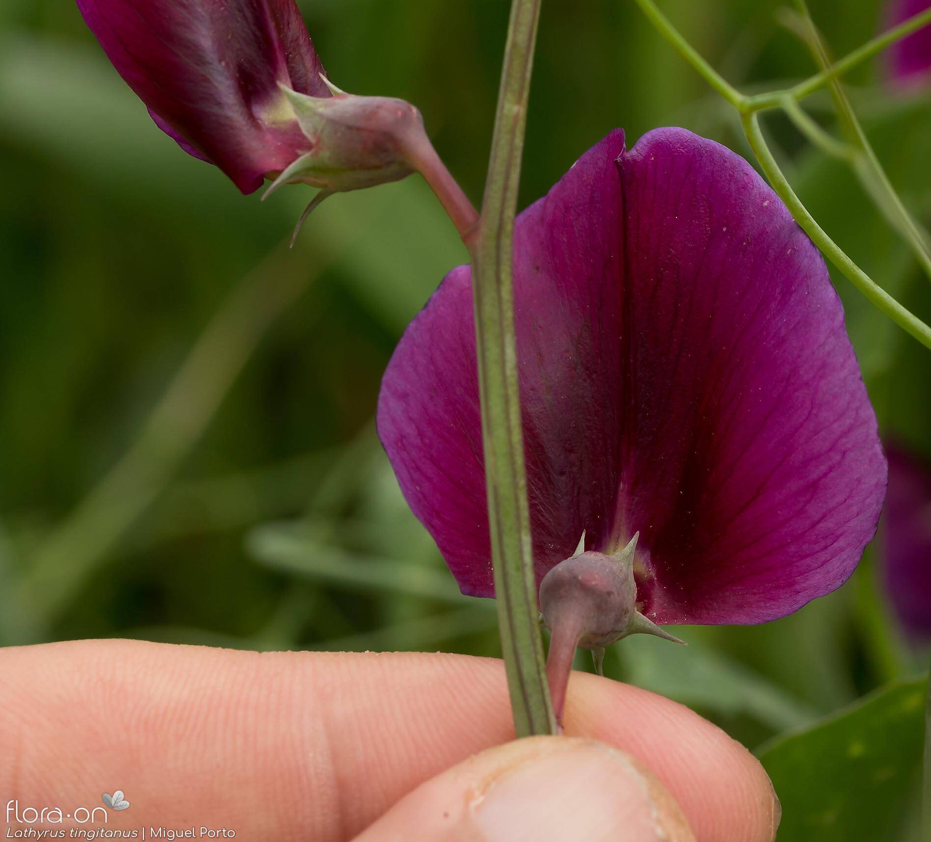 Lathyrus tingitanus - Flor (close-up) | Miguel Porto; CC BY-NC 4.0