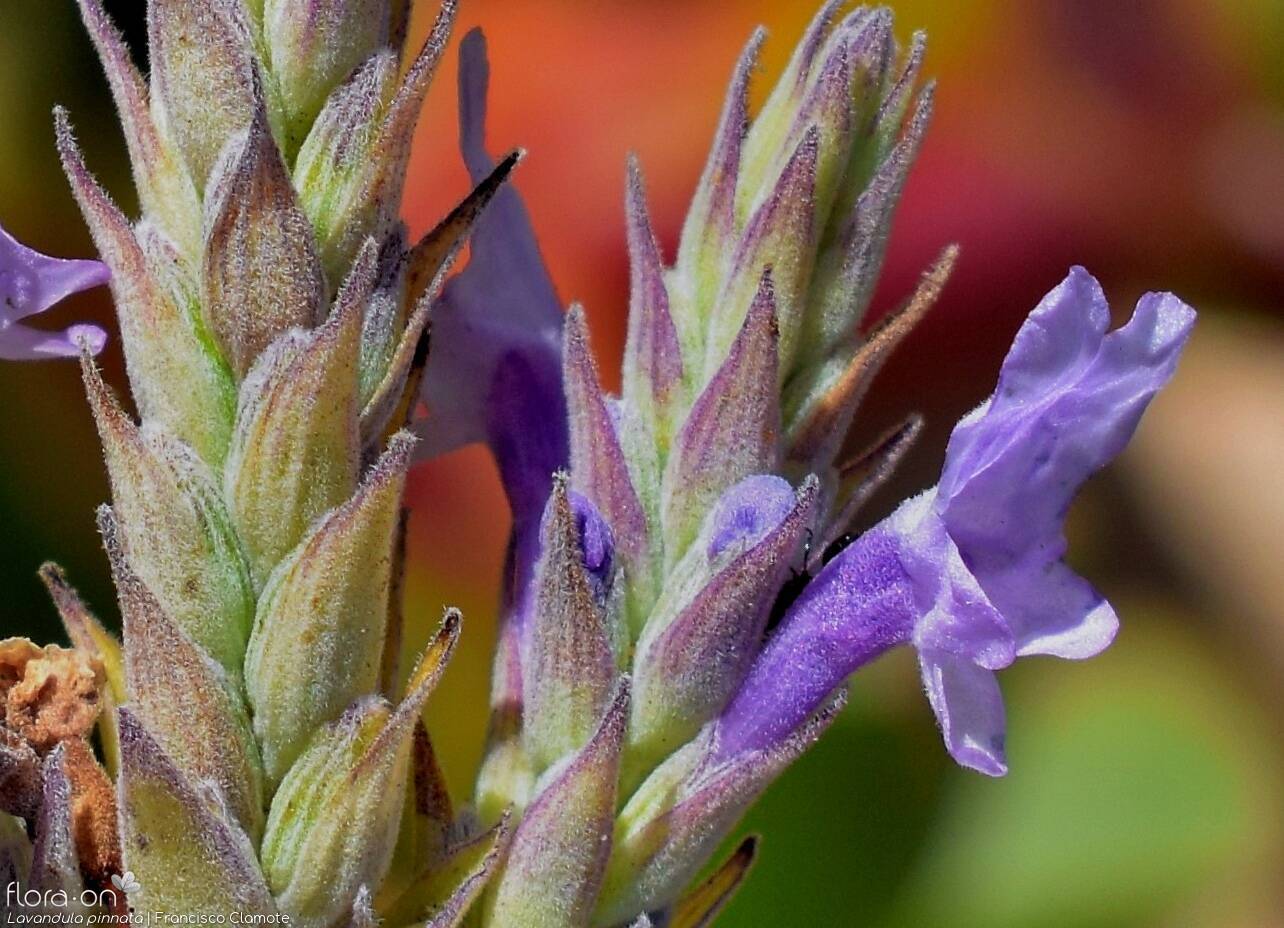 Lavandula pinnata - Flor (close-up) | Francisco Clamote; CC BY-NC 4.0