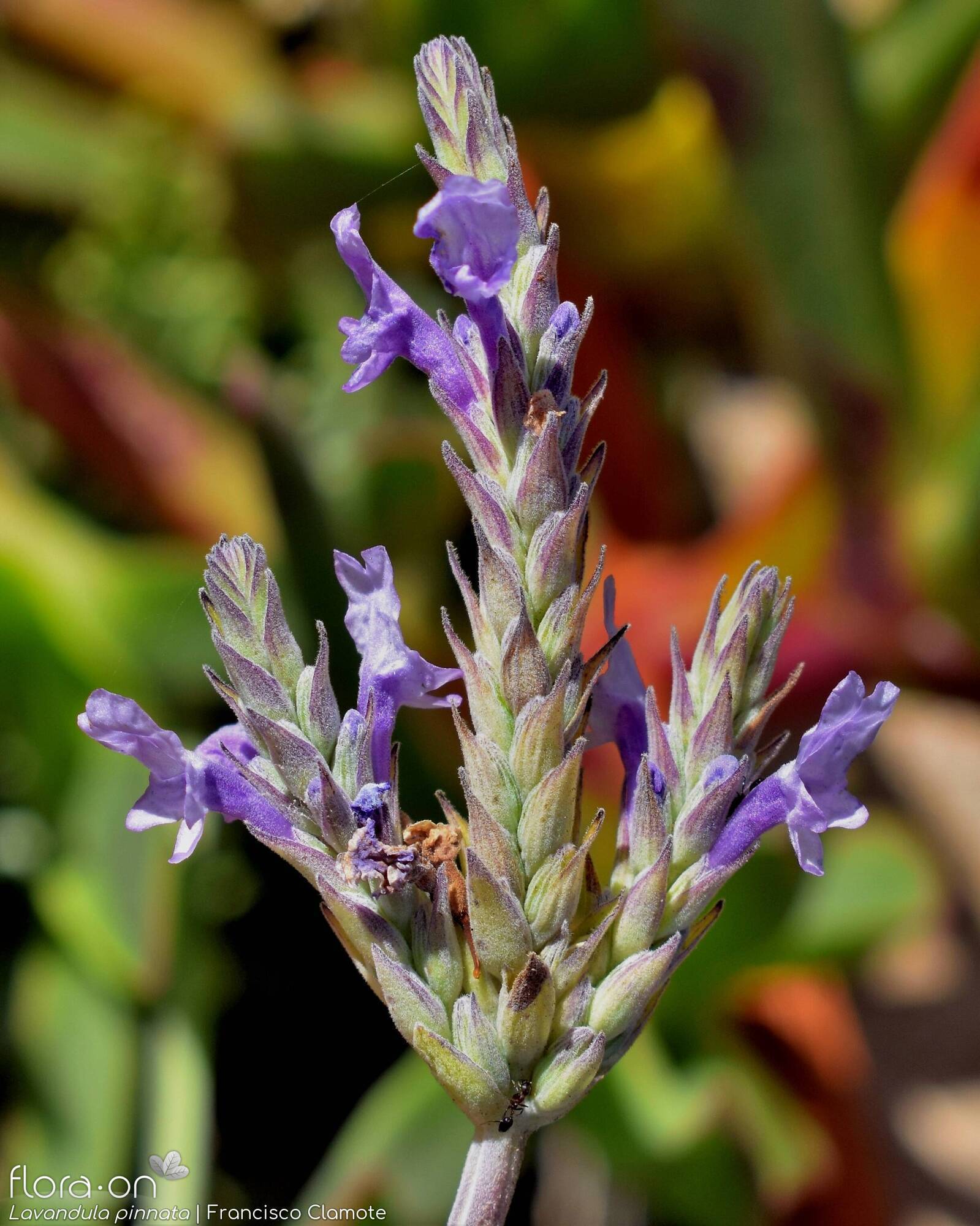 Lavandula pinnata - Flor (geral) | Francisco Clamote; CC BY-NC 4.0