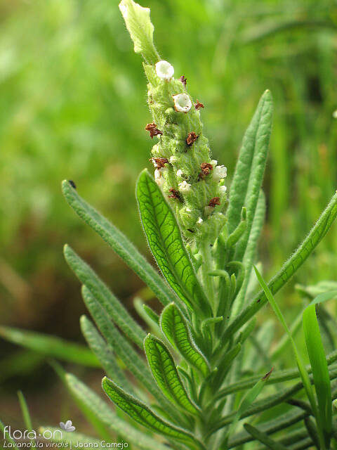 Lavandula viridis - Flor (geral) | Joana Camejo; CC BY-NC 4.0