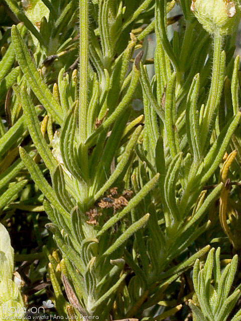 Lavandula viridis - Folha | Ana Júlia Pereira; CC BY-NC 4.0