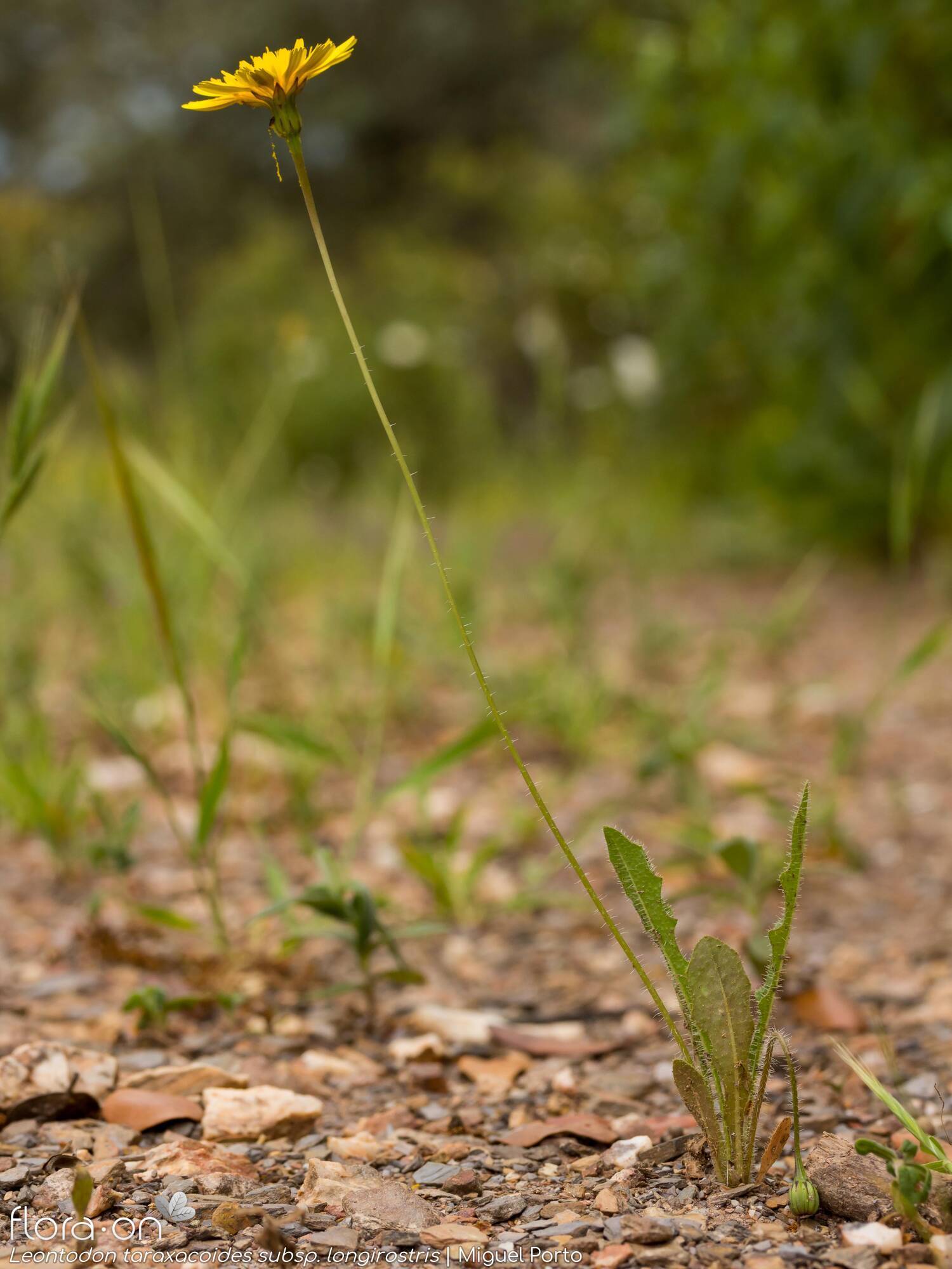 Leontodon taraxacoides longirostris - Hábito | Miguel Porto; CC BY-NC 4.0