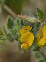 Lotus hispidus