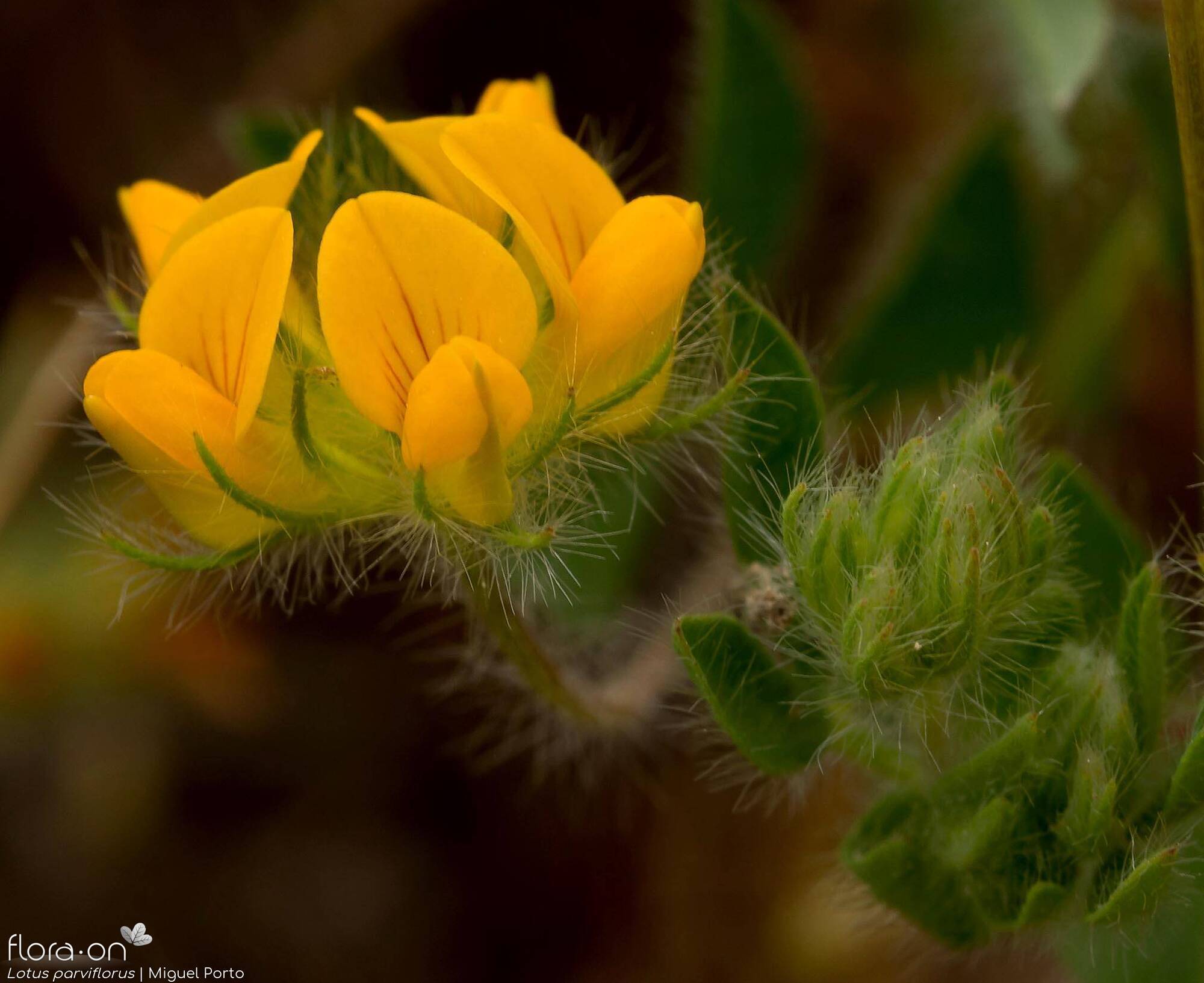 Lotus parviflorus - Flor (geral) | Miguel Porto; CC BY-NC 4.0