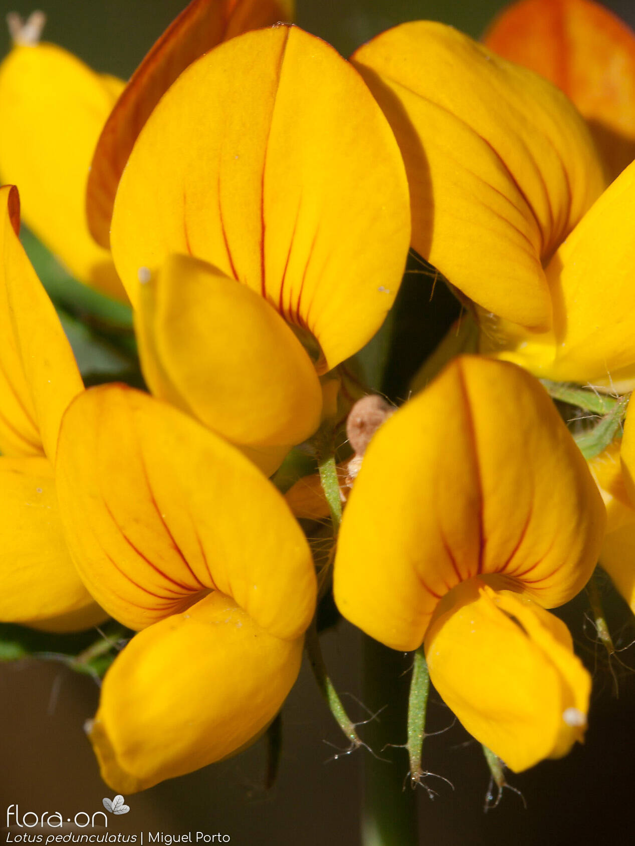 Lotus pedunculatus - Flor (close-up) | Miguel Porto; CC BY-NC 4.0