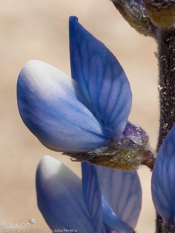 Lupinus angustifolius - Flor (close-up) | Ana Júlia Pereira; CC BY-NC 4.0