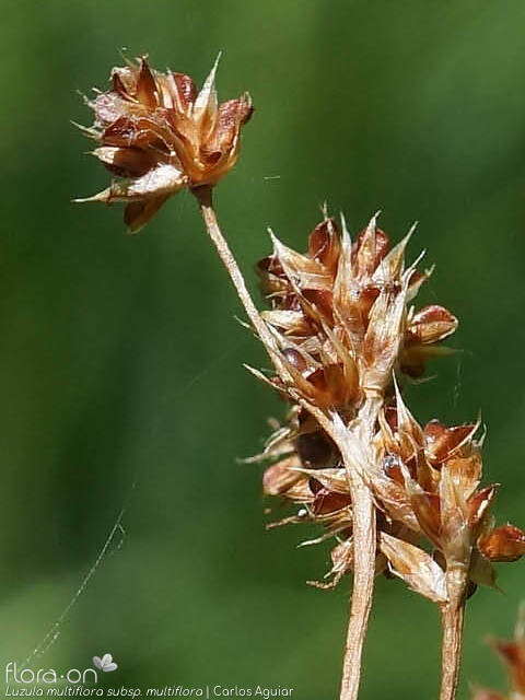 Luzula multiflora - Flor (close-up) | Carlos Aguiar; CC BY-NC 4.0