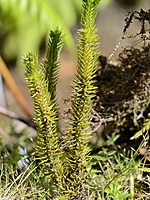 Lycopodiaceae