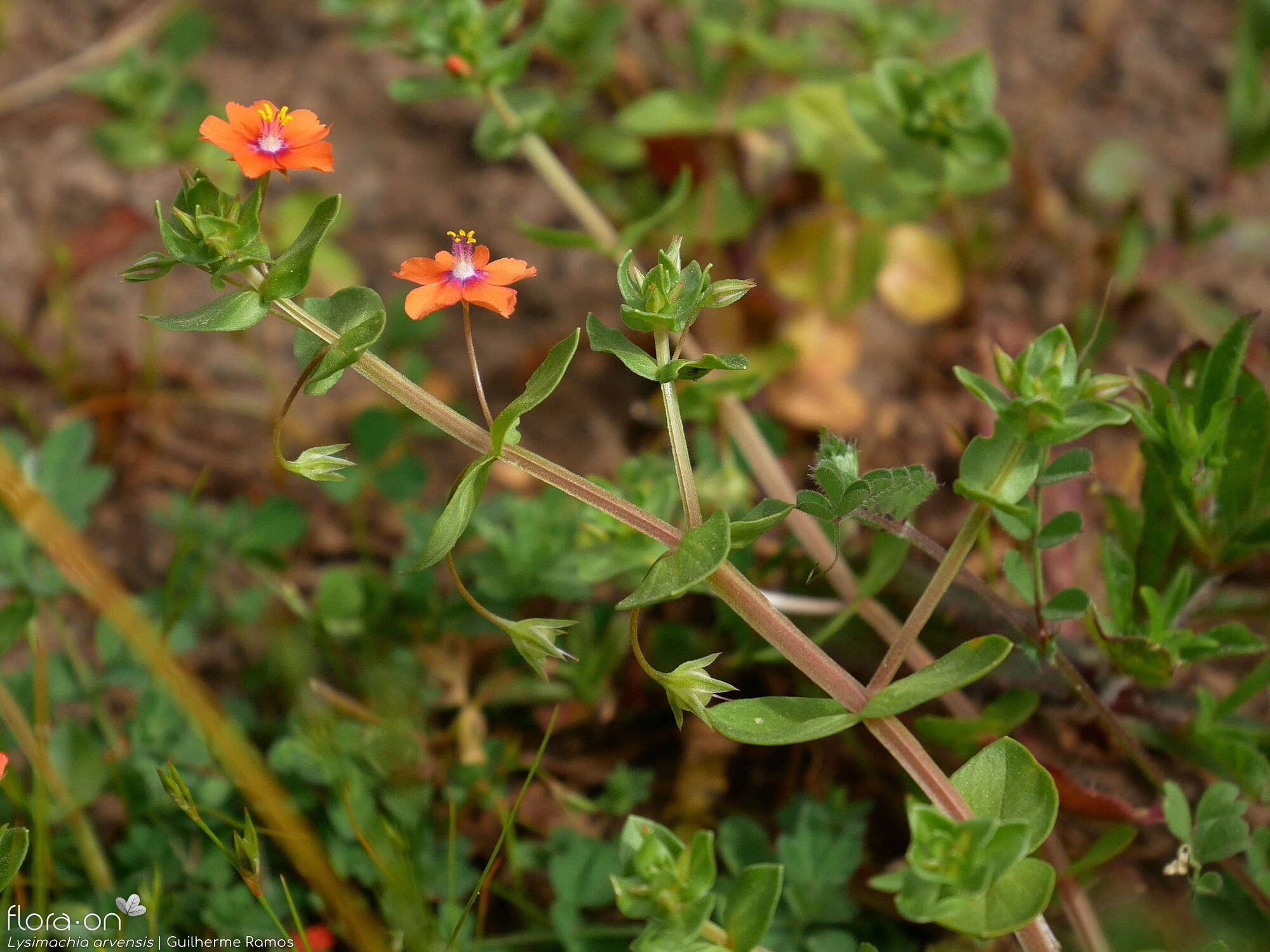 Lysimachia arvensis - Flor (geral) | Guilherme Ramos; CC BY-NC 4.0