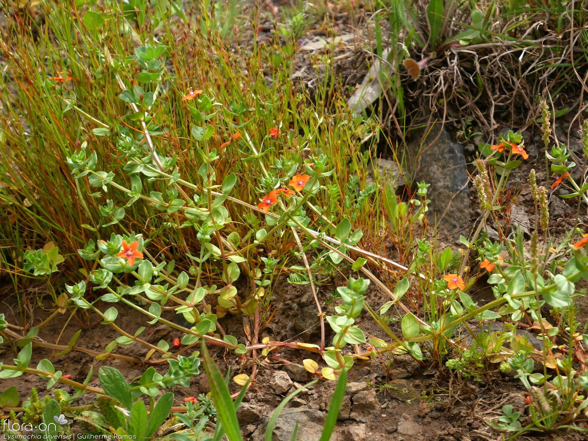 Lysimachia arvensis - Hábito | Guilherme Ramos; CC BY-NC 4.0