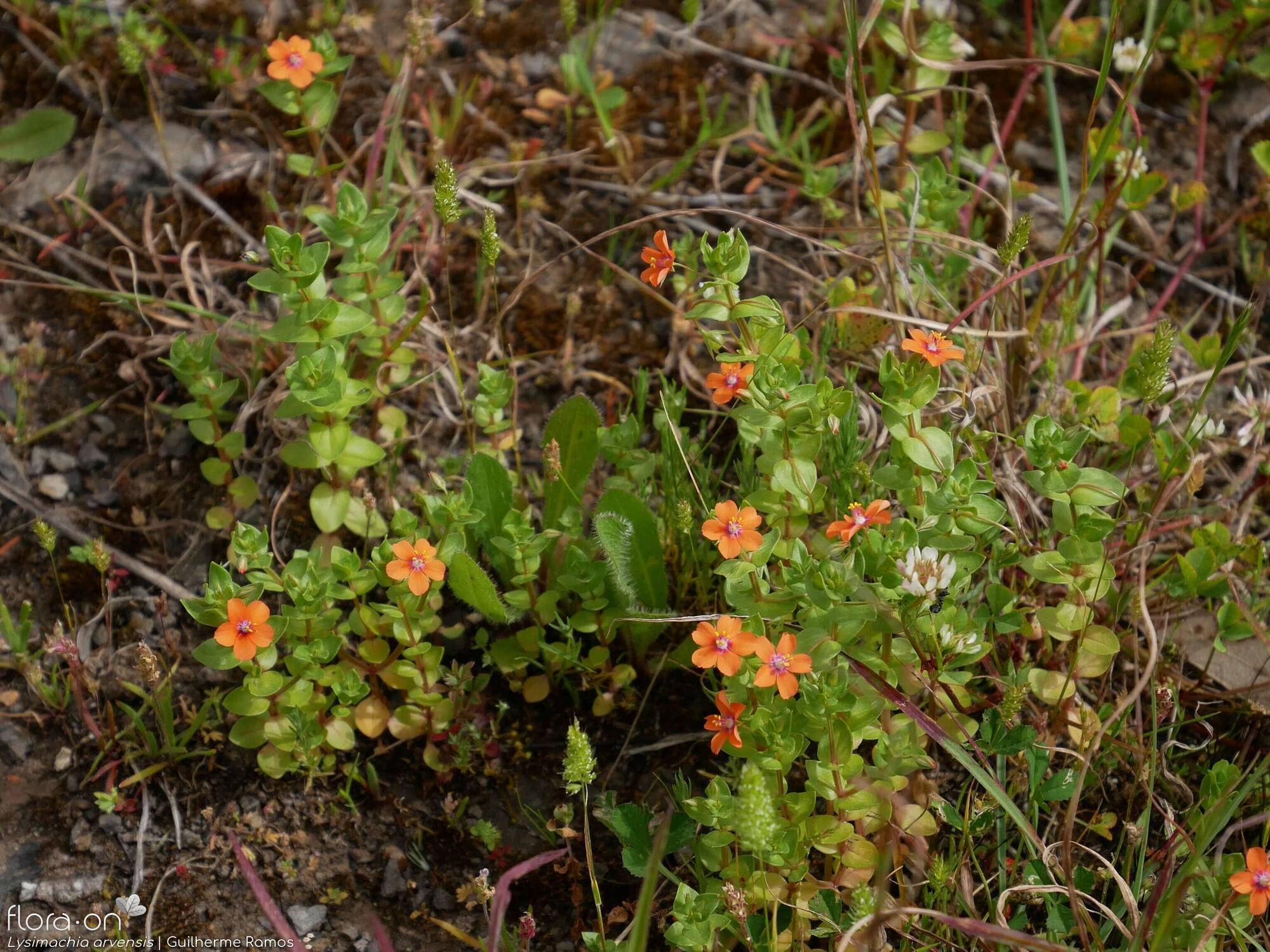 Lysimachia arvensis - Hábito | Guilherme Ramos; CC BY-NC 4.0