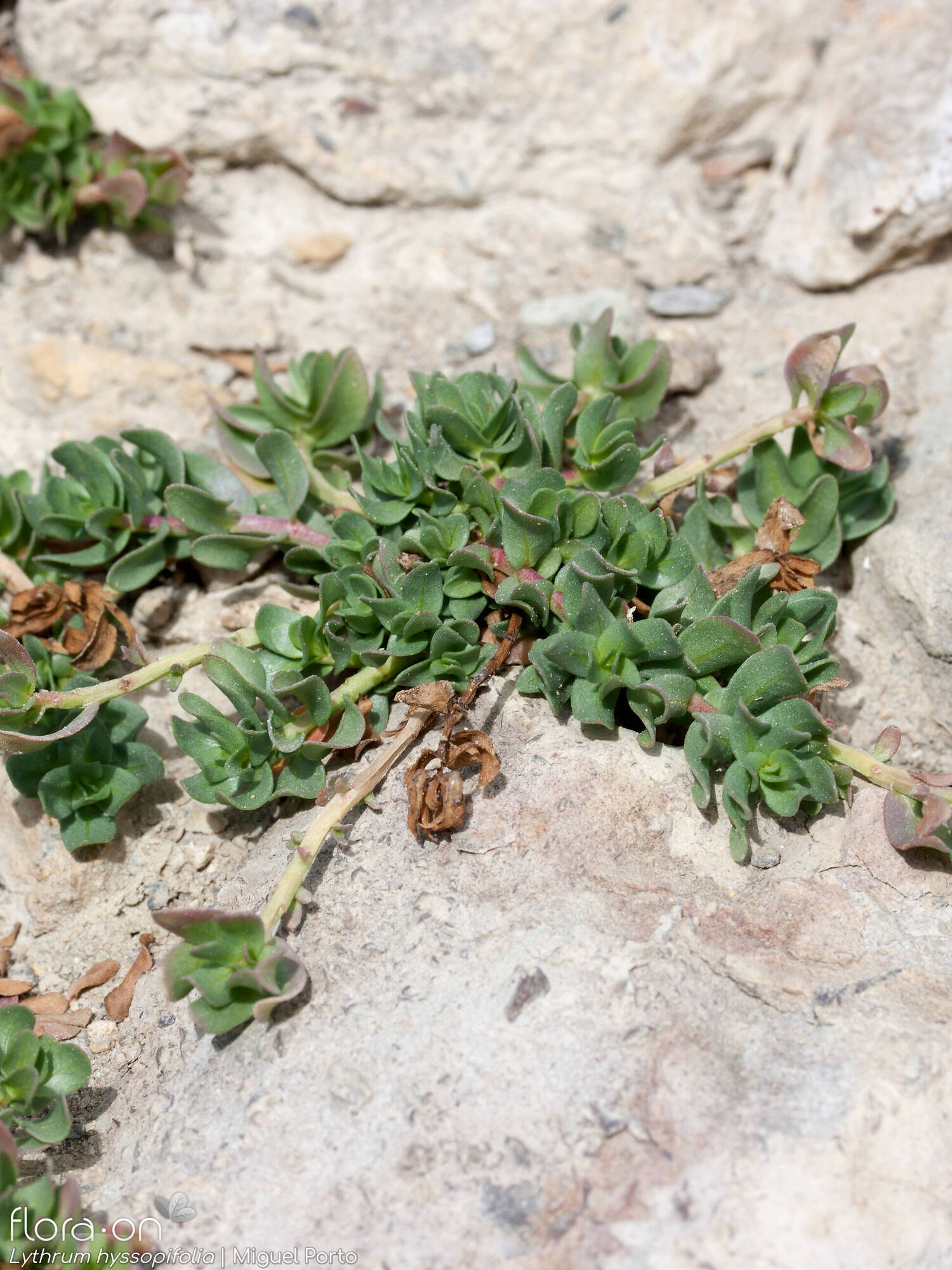 Lythrum hyssopifolia - Hábito | Miguel Porto; CC BY-NC 4.0