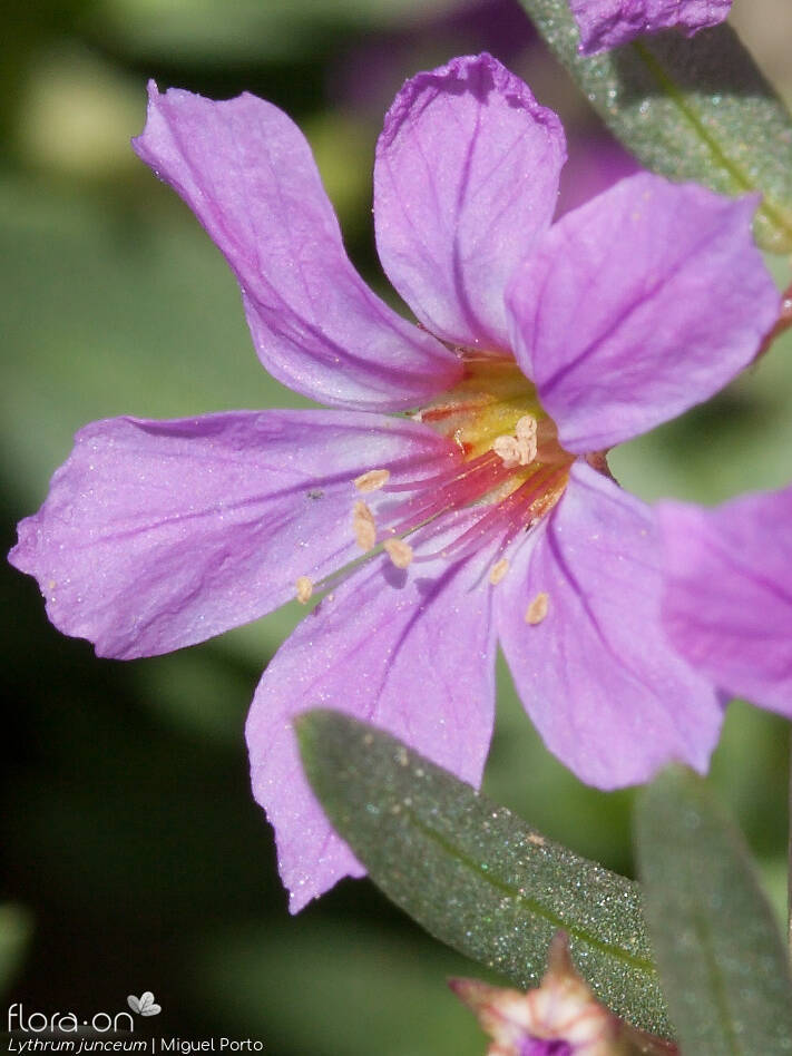 Lythrum junceum - Flor (close-up) | Miguel Porto; CC BY-NC 4.0