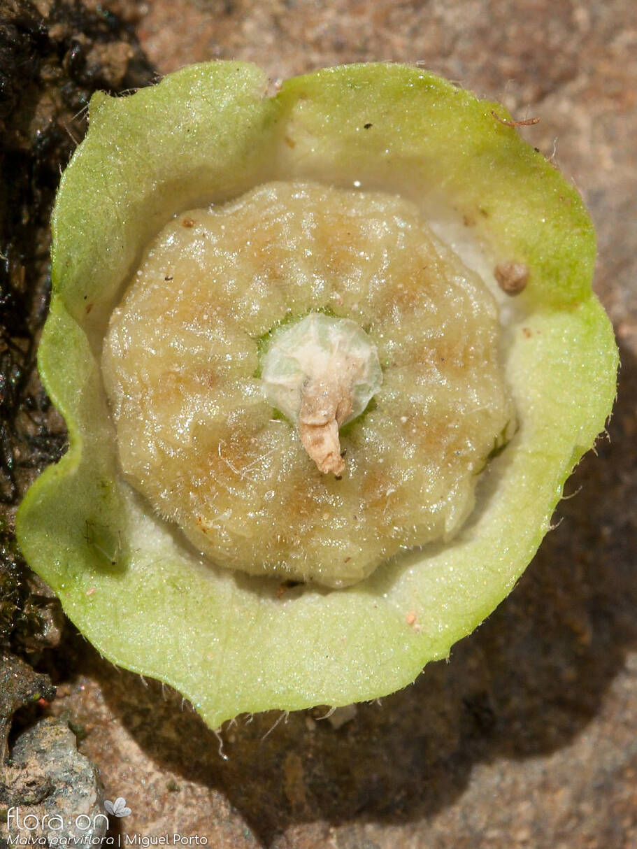 Malva parviflora - Fruto | Miguel Porto; CC BY-NC 4.0