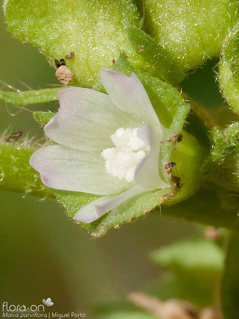 Malva parviflora - Flor (close-up) | Miguel Porto; CC BY-NC 4.0