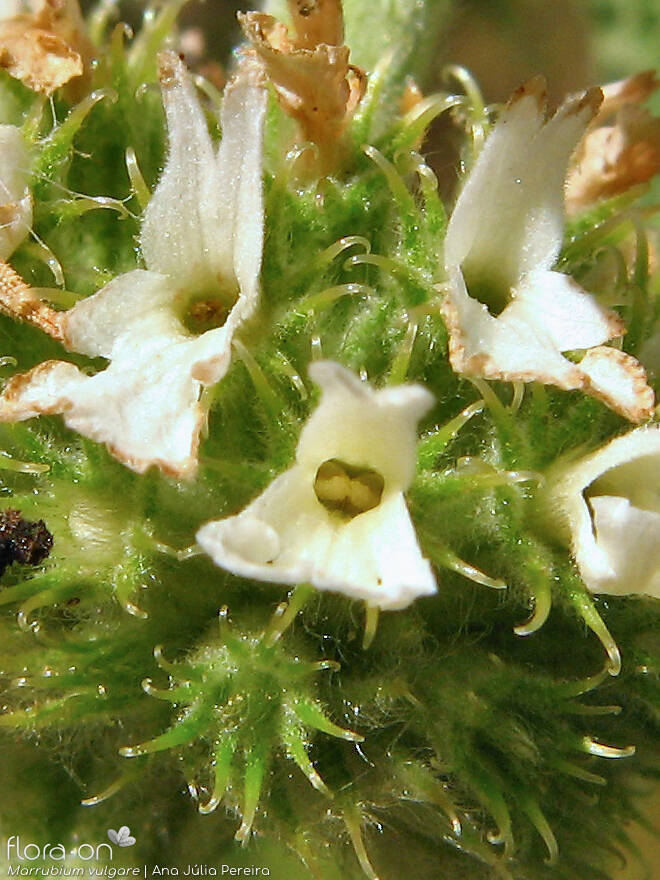 Marrubium vulgare - Flor (close-up) | Ana Júlia Pereira; CC BY-NC 4.0