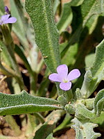 Matthiola parviflora