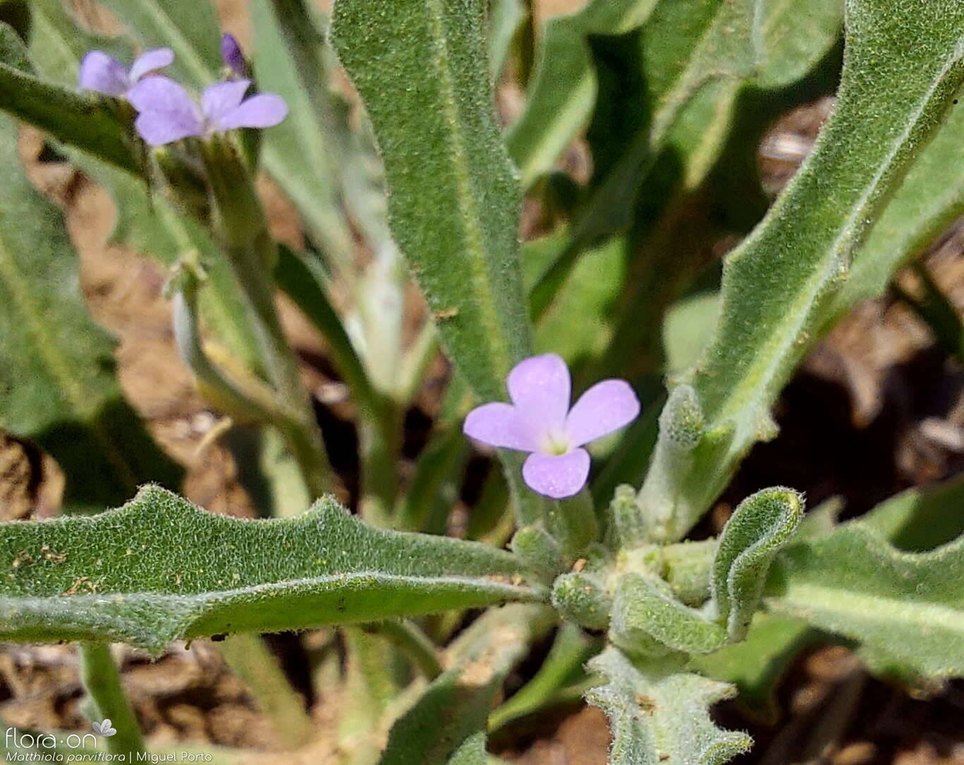 Matthiola parviflora - Flor (close-up) | Miguel Porto; CC BY-NC 4.0