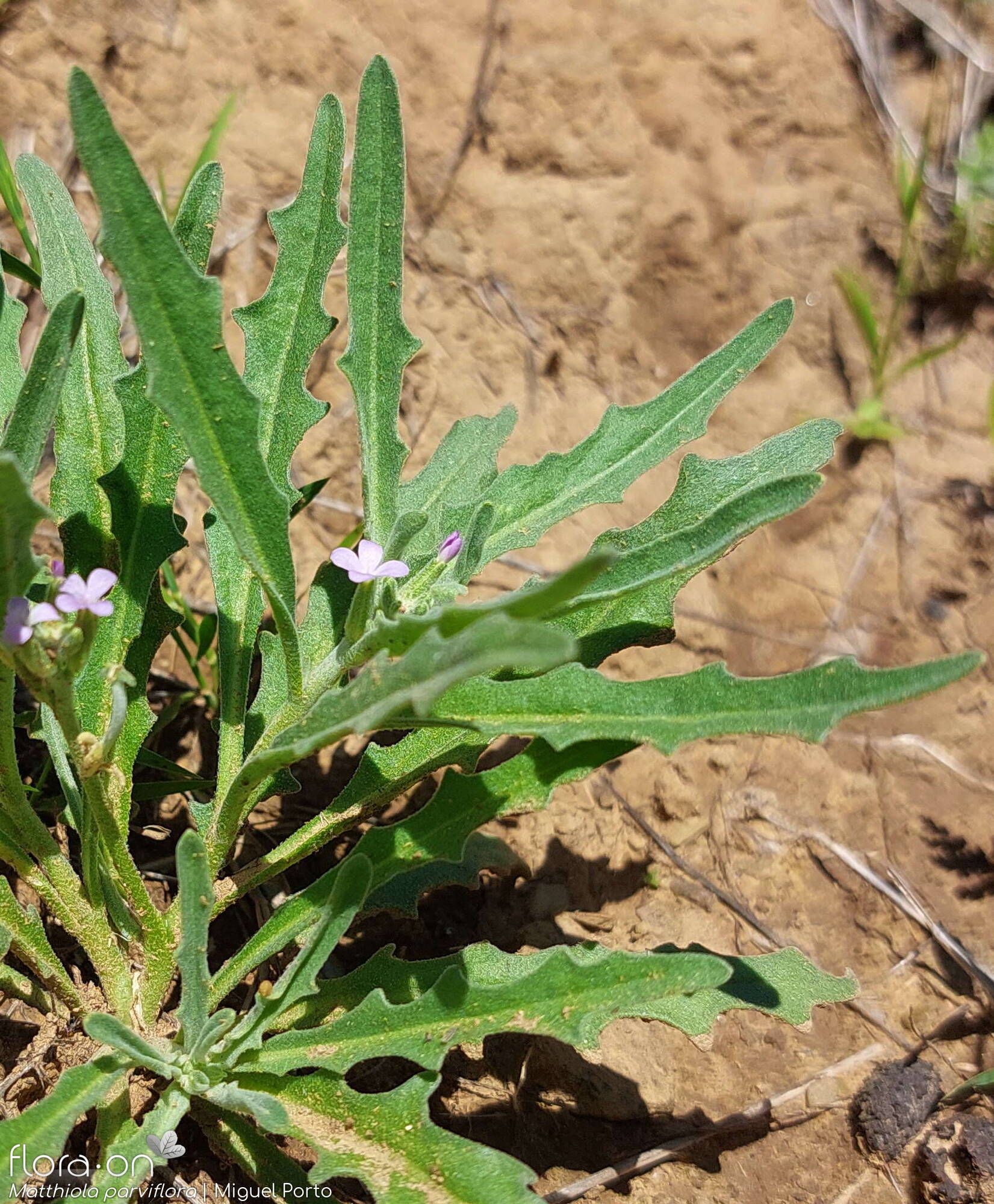 Matthiola parviflora - Hábito | Miguel Porto; CC BY-NC 4.0